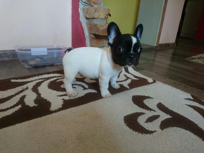 Francuski-Buldog-