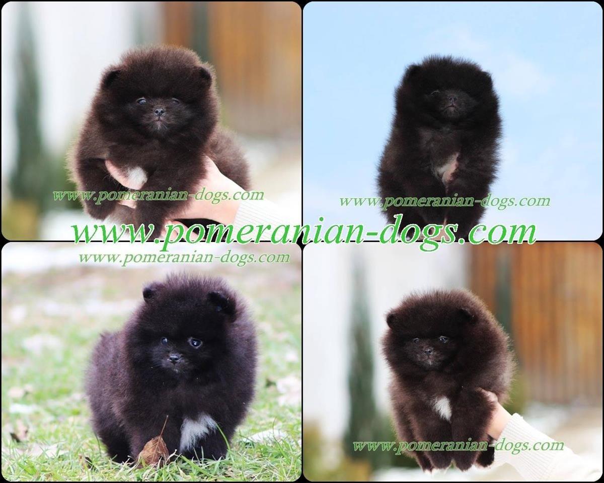 Pomeranac-Boo-stenci