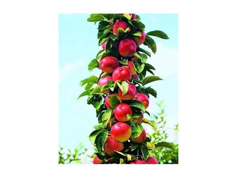 stubaste-sadnice