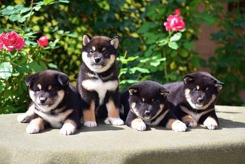 Shiba-Inu-