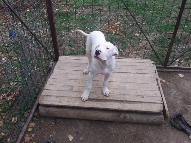 Dogo Argentino, muška štenad