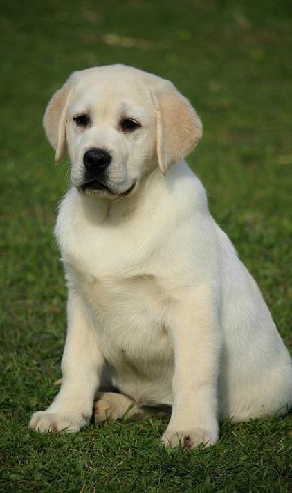 Labrador-stenci