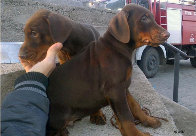 Doberman na prodai