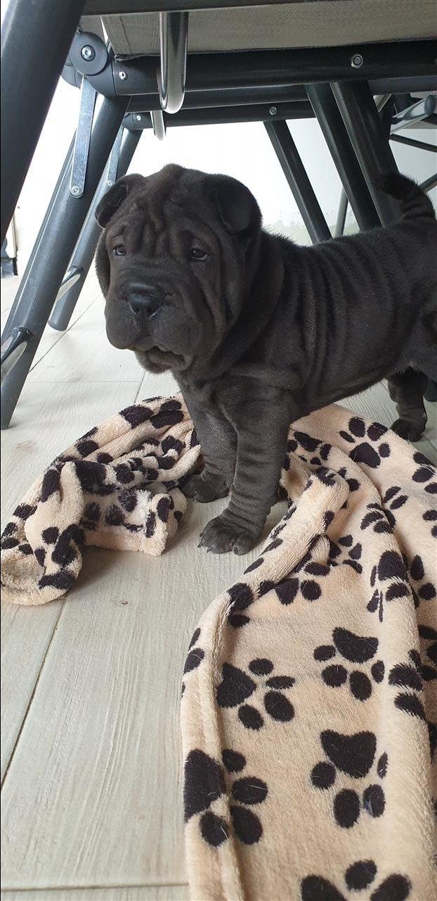 Šar-pej-štene---Shar-pei