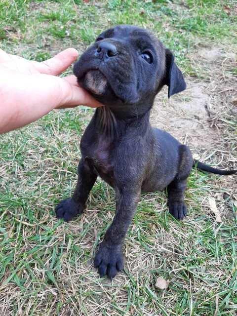 Cane-Corso--štenci