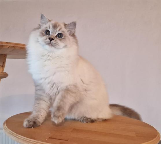 Ragdoll mačići