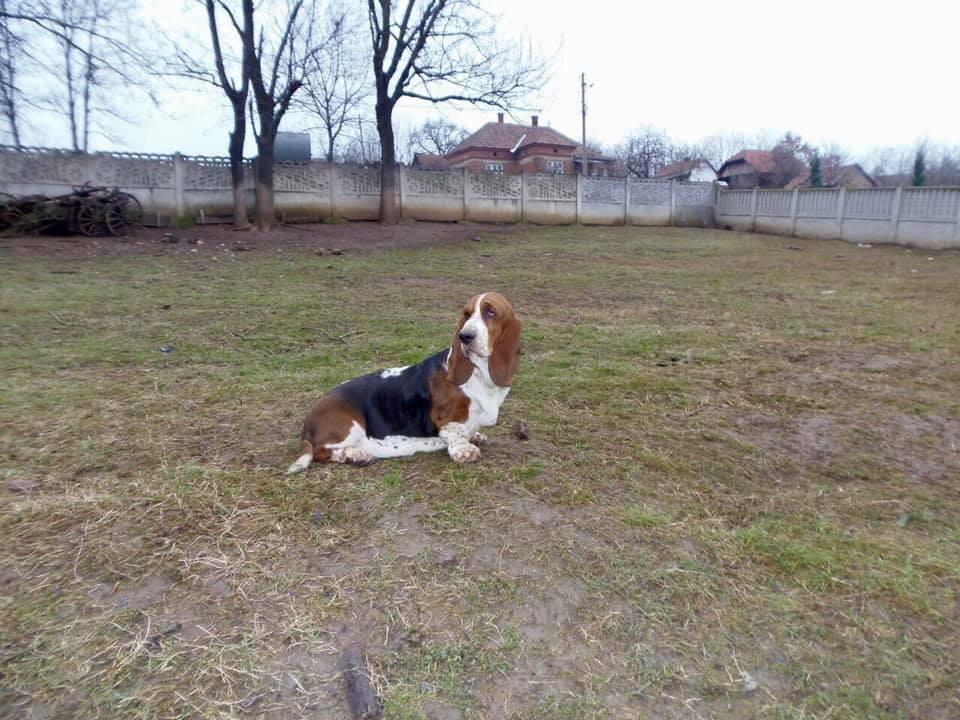 Basset-Hound---baset