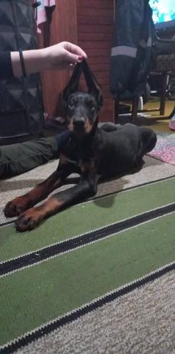 Štenci Dobermana
