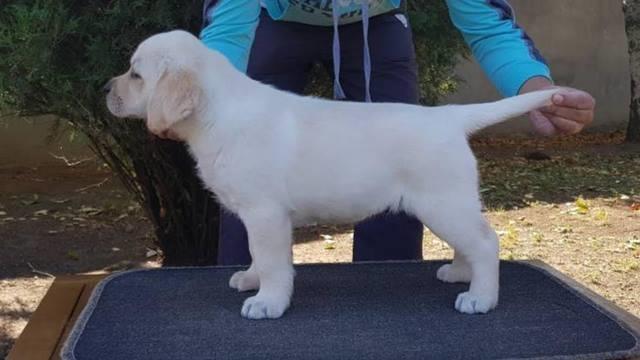 Labrador retriver stenci