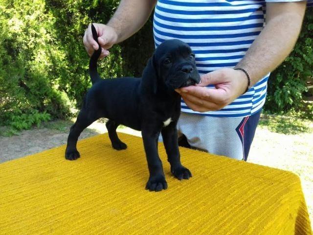 CANE-CORSO-štenci-