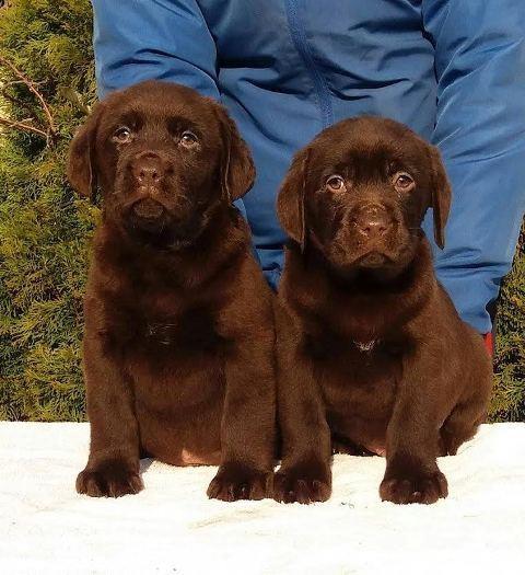 Labrador-Retriver--štenci-čokoladne-boje