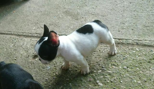 Francuski-Buldog-OD-KUĆE-DON