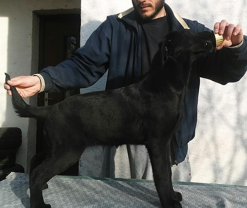 Labrador-C