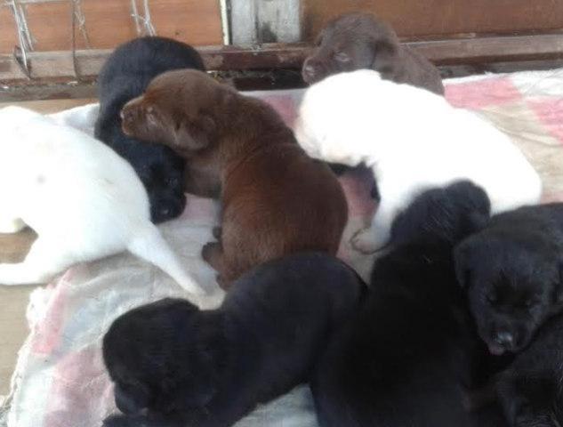 LABRADOR-retriver-stenci