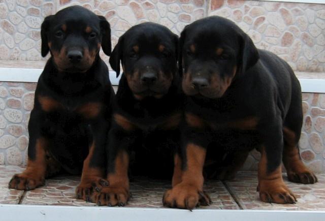 Doberman stenad 