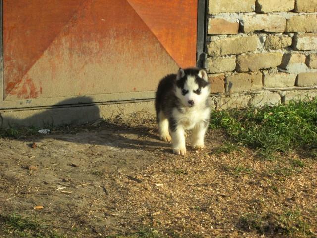Sibirski-haski