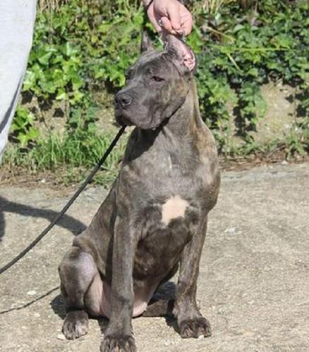 Cane corso štenci