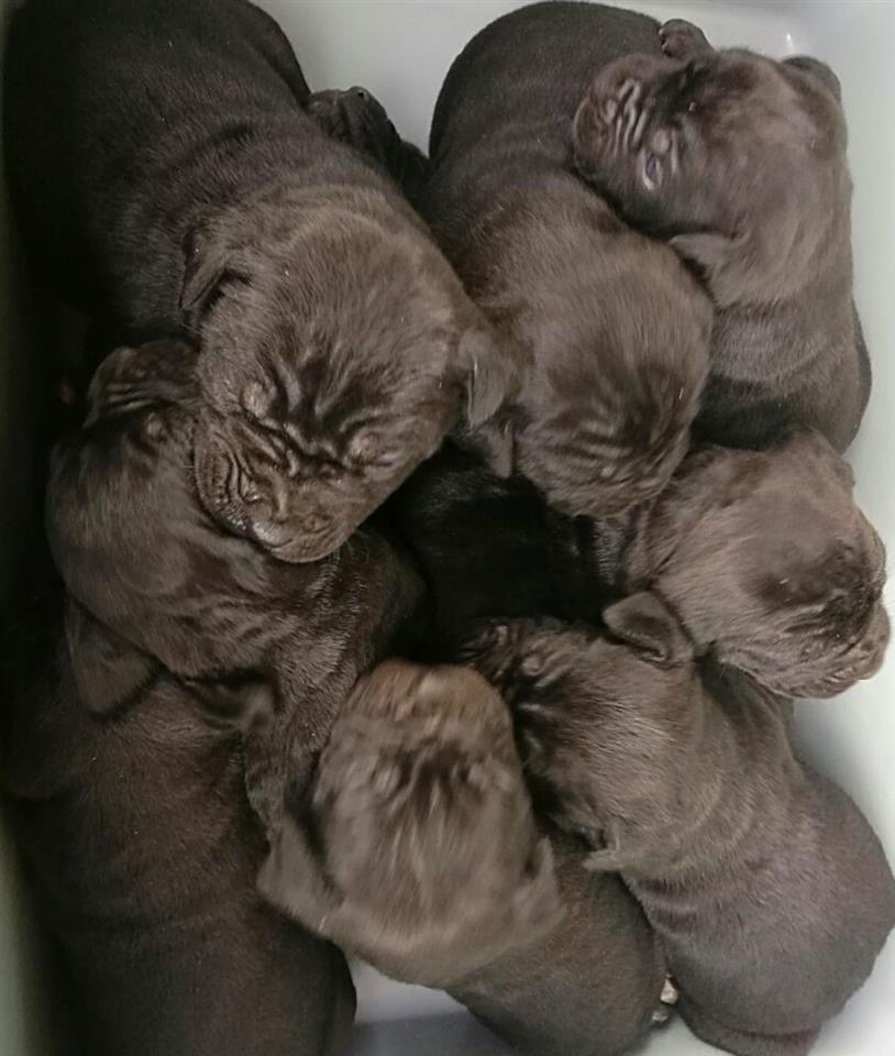 Cane-corso-štenci-