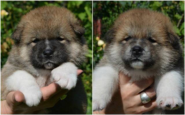 Akita inu
