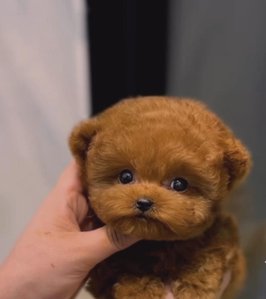 Toy-PUDLE-crvene-