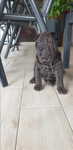 Šar pej štene - Shar pei