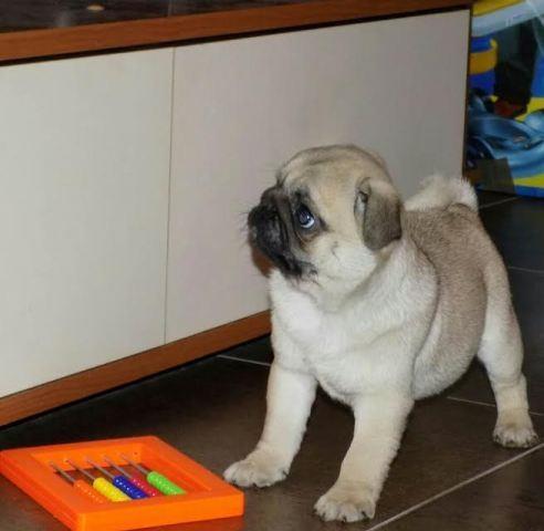 Mops-štenci-