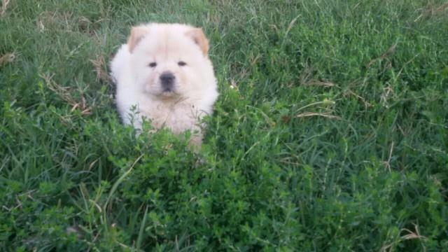 Cau-cau-Chow-chow-stenad