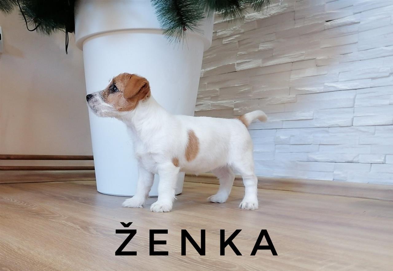 Štenci-dzek-rasel-terijera-