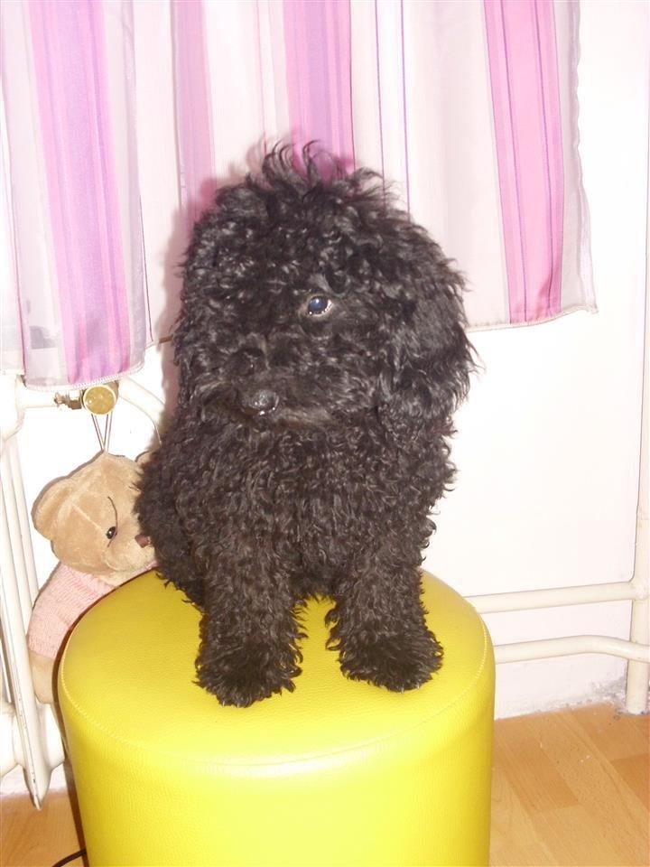 Pudla