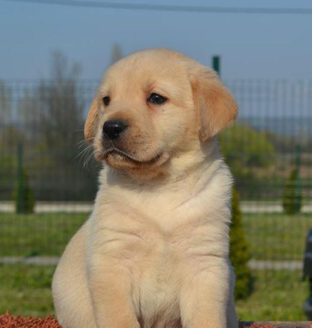 Labrador-retriver-