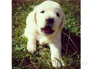 Štenci labradora