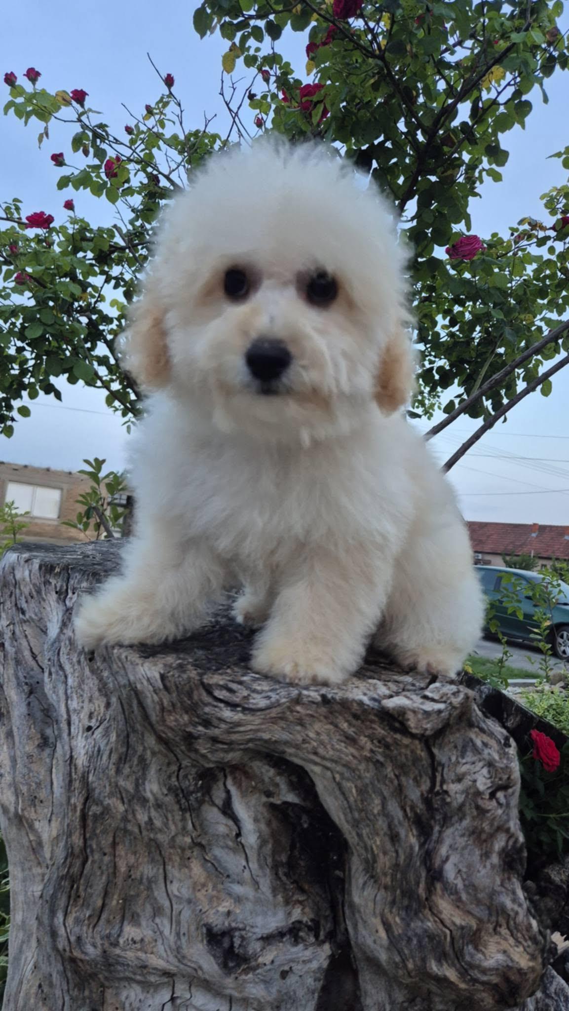 Pudle-i-maltipoo--prelepi-štenci