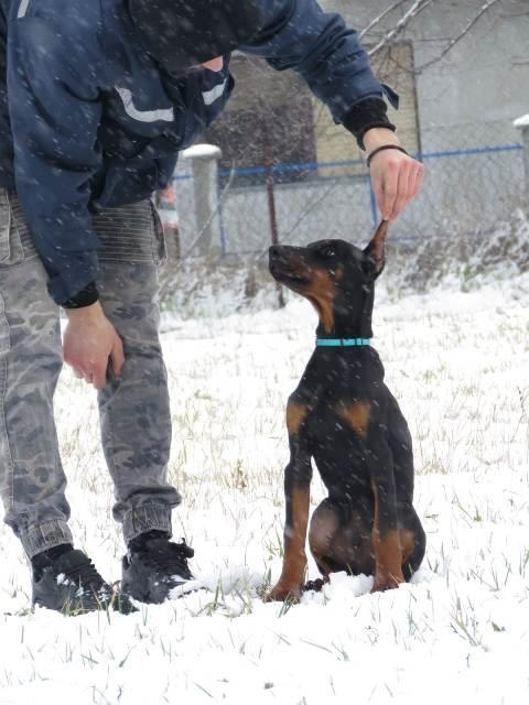 Doberman-štenci