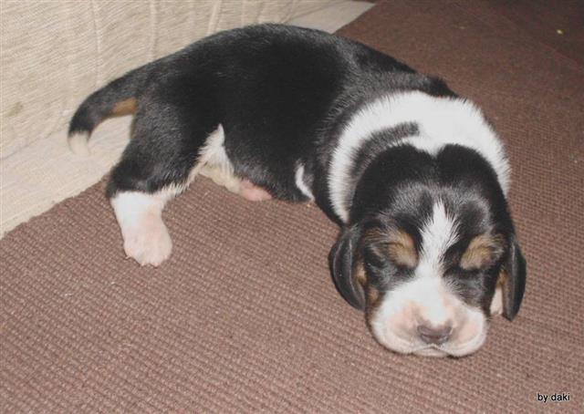 Basset-Hound---baset-stenci