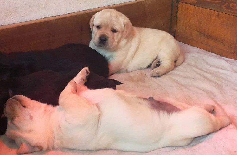 Labrador-retriver--prelepi-stenci-