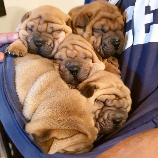 Shar-Pei-stenci