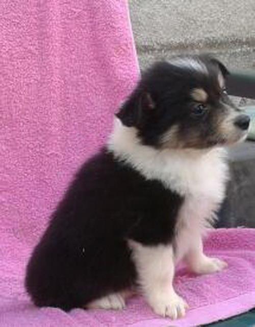 Border-Collie--štenad