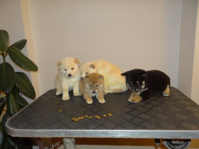 Shiba-Inu-stenci