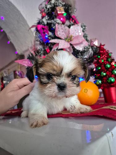 SiCu stenci
