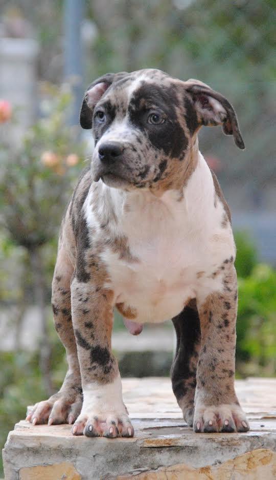 American-bully-xl-