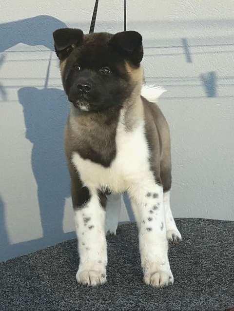 Američka-Akita--štenci