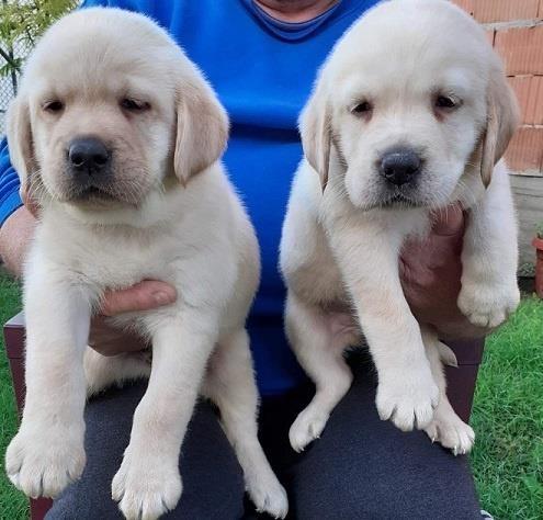 Labrador-stenci