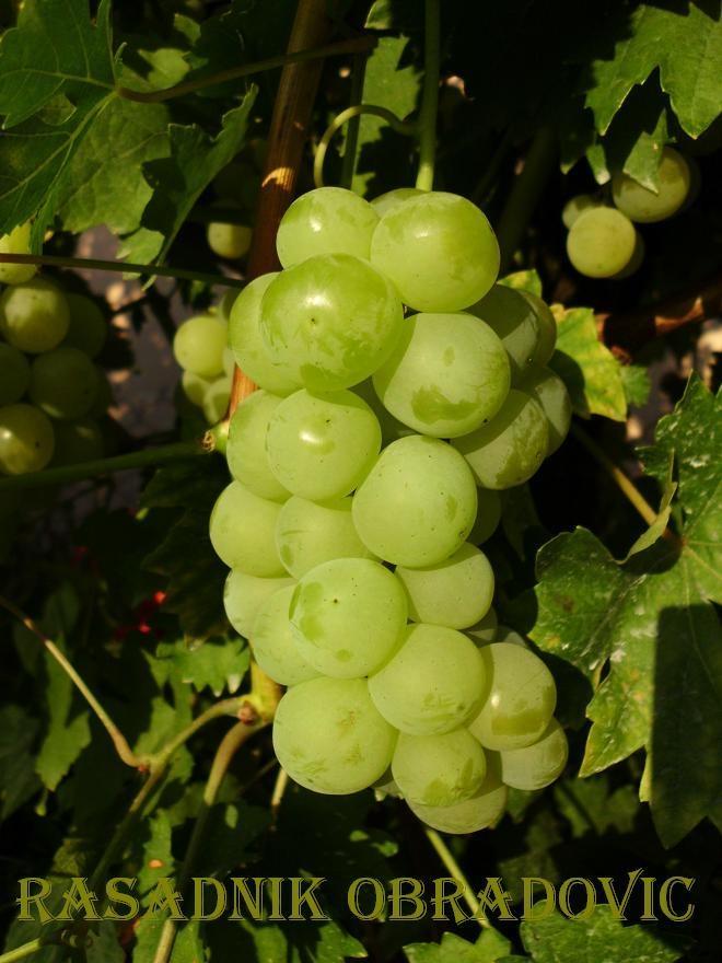 Sadnice-Vinove-Loze