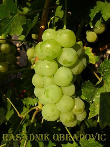 Sadnice Vinove Loze