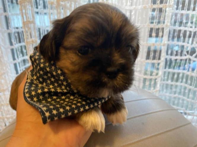 SHIH TZU štenci 
