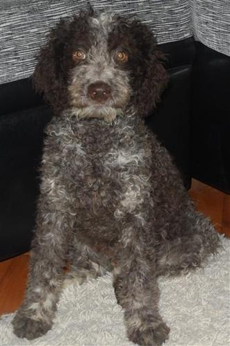 Lagotto Romagnolo
