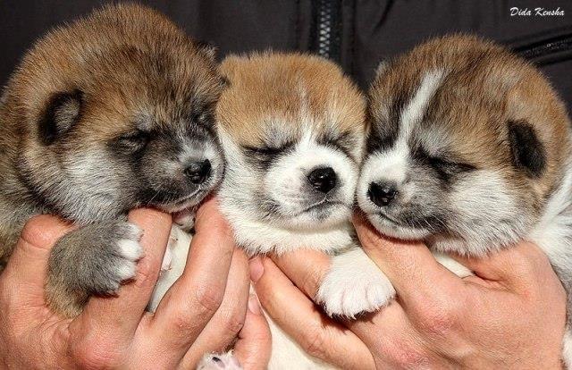 Prelepi-štenci-Akita-inu