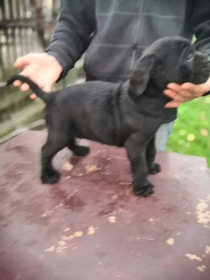 Cane-corso-štenci