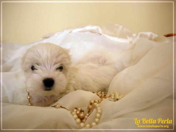 Maltezer--mala-zenka