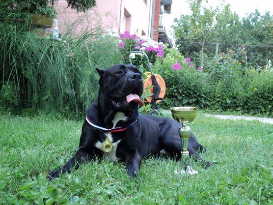 Cane-corso-stenci